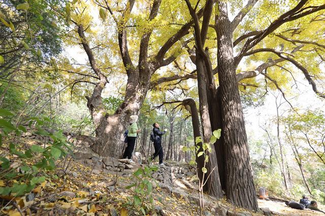 京西两棵银杏树有望挂牌保护