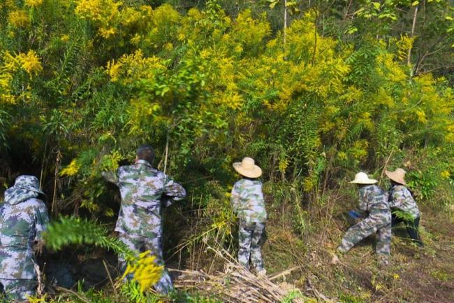 “恶魔之花”加拿大一枝黄花现身成都 看到立即上报！